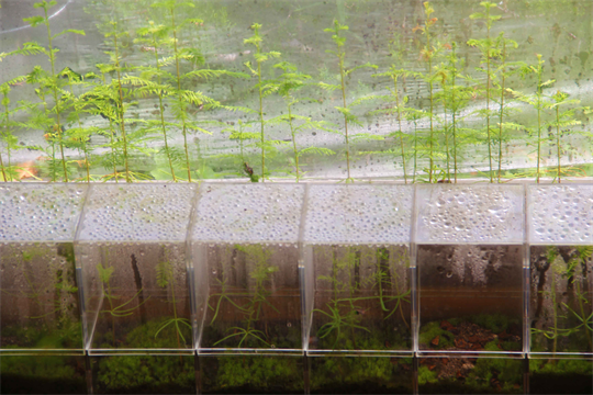 100% Self Sutained Ecosfere by Artist Dapacu.
Art Museum Natural Nature Art Gallery Works & Studio.